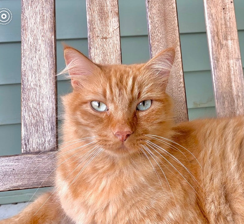 How to take great pet photos