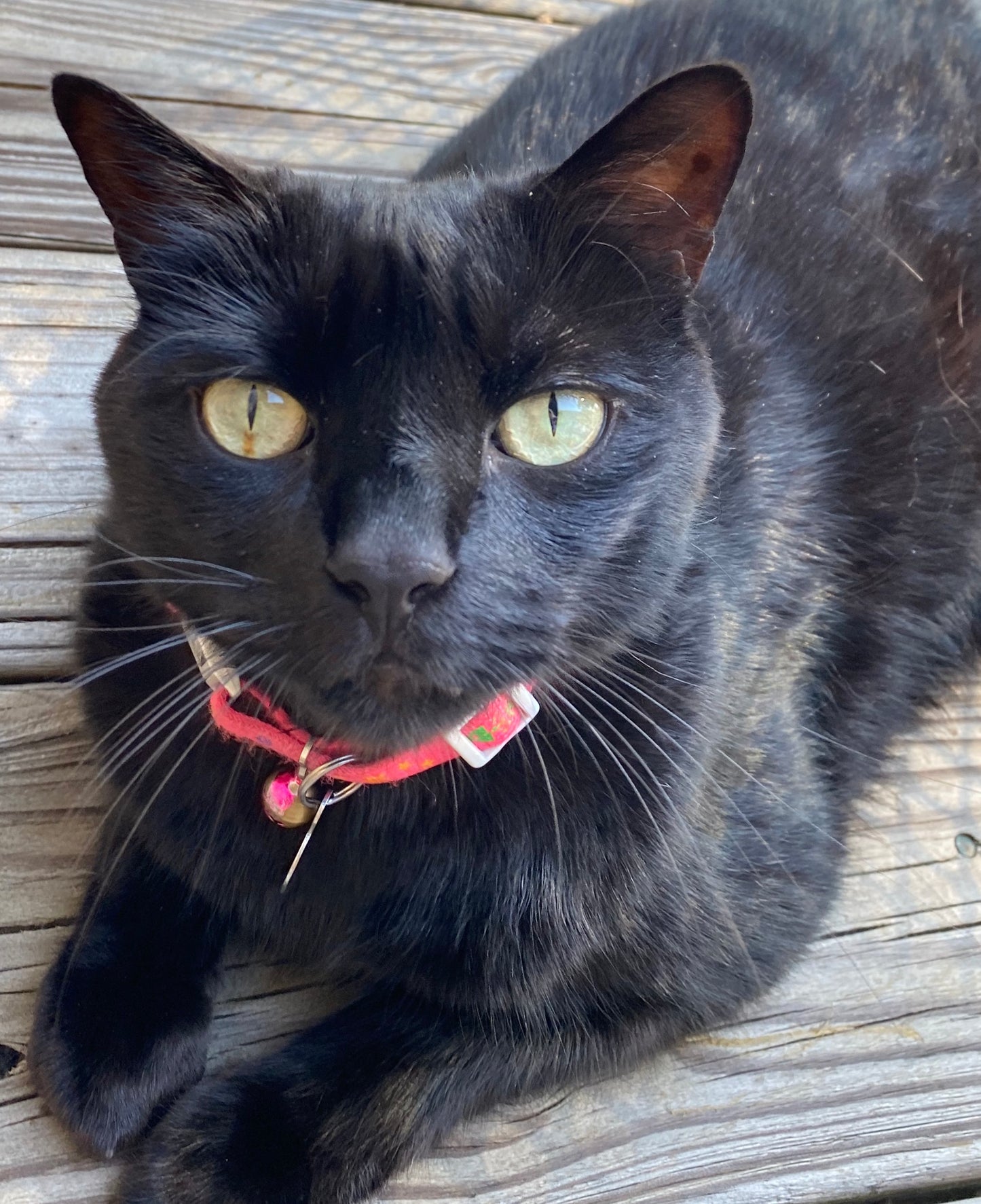 How to take great pet photos