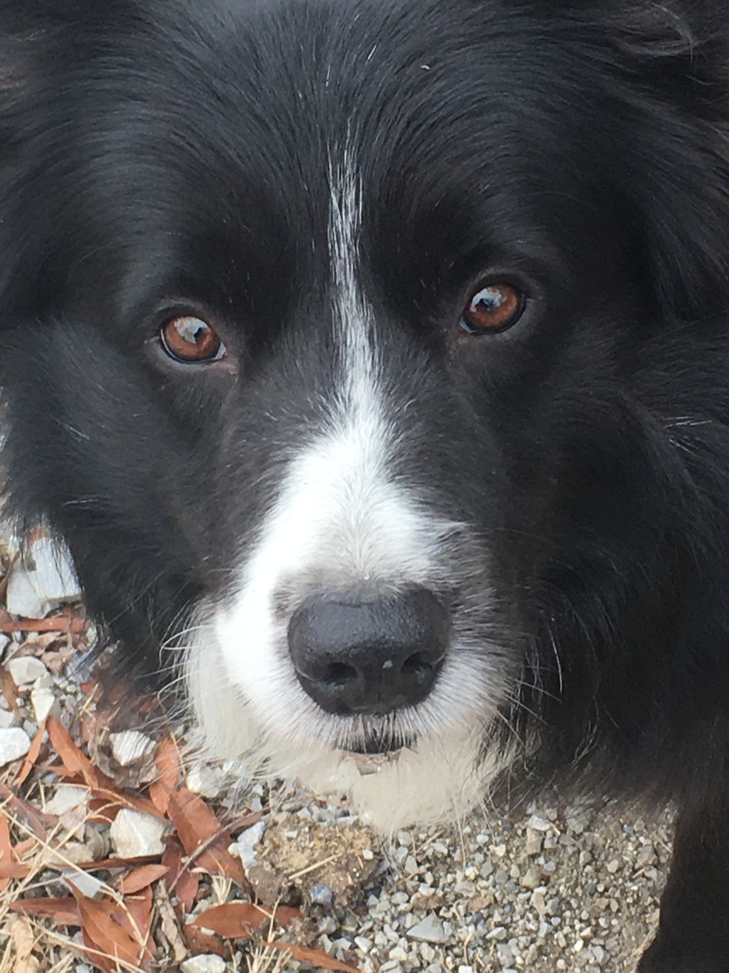 How to take great pet photos