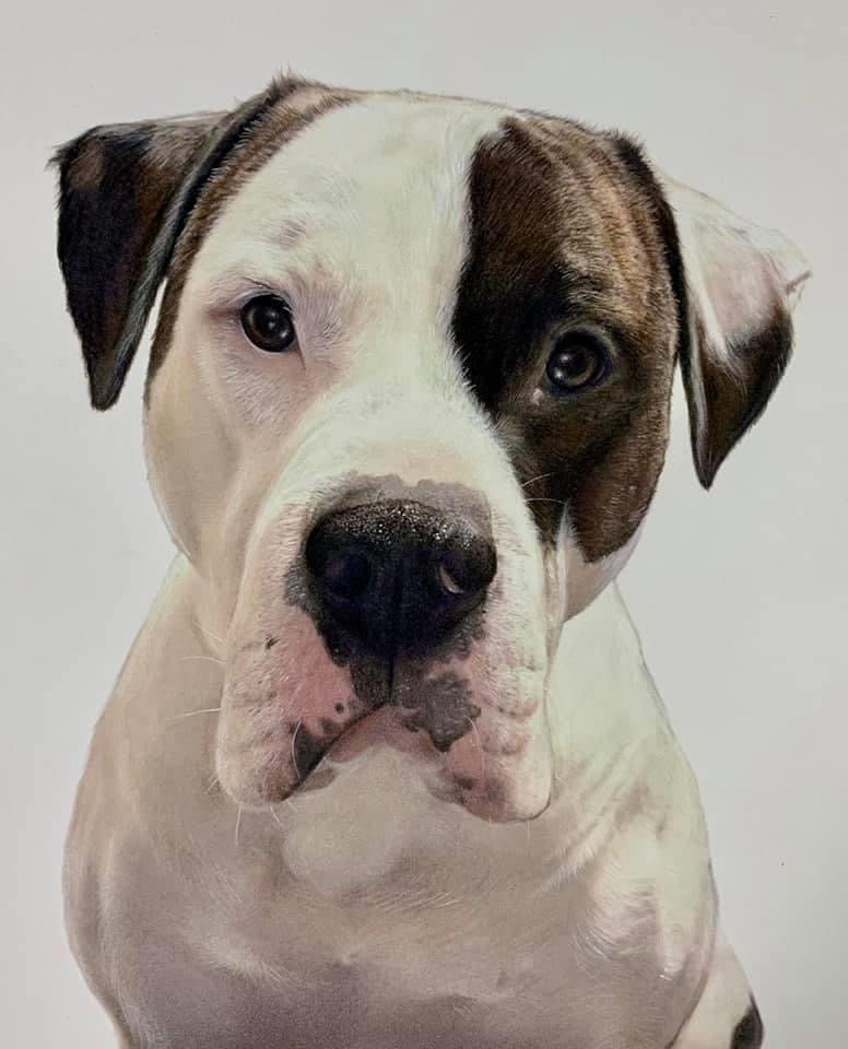 How to take great pet photos