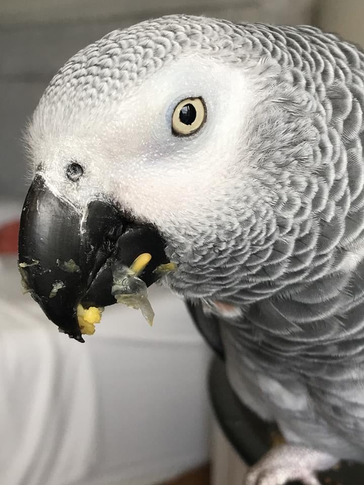 How to take great pet photos
