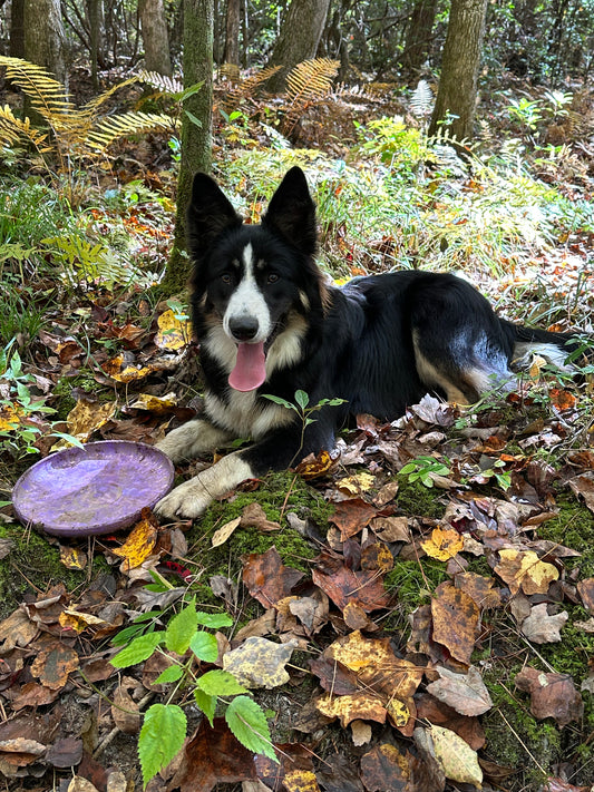 How to take great pet photos