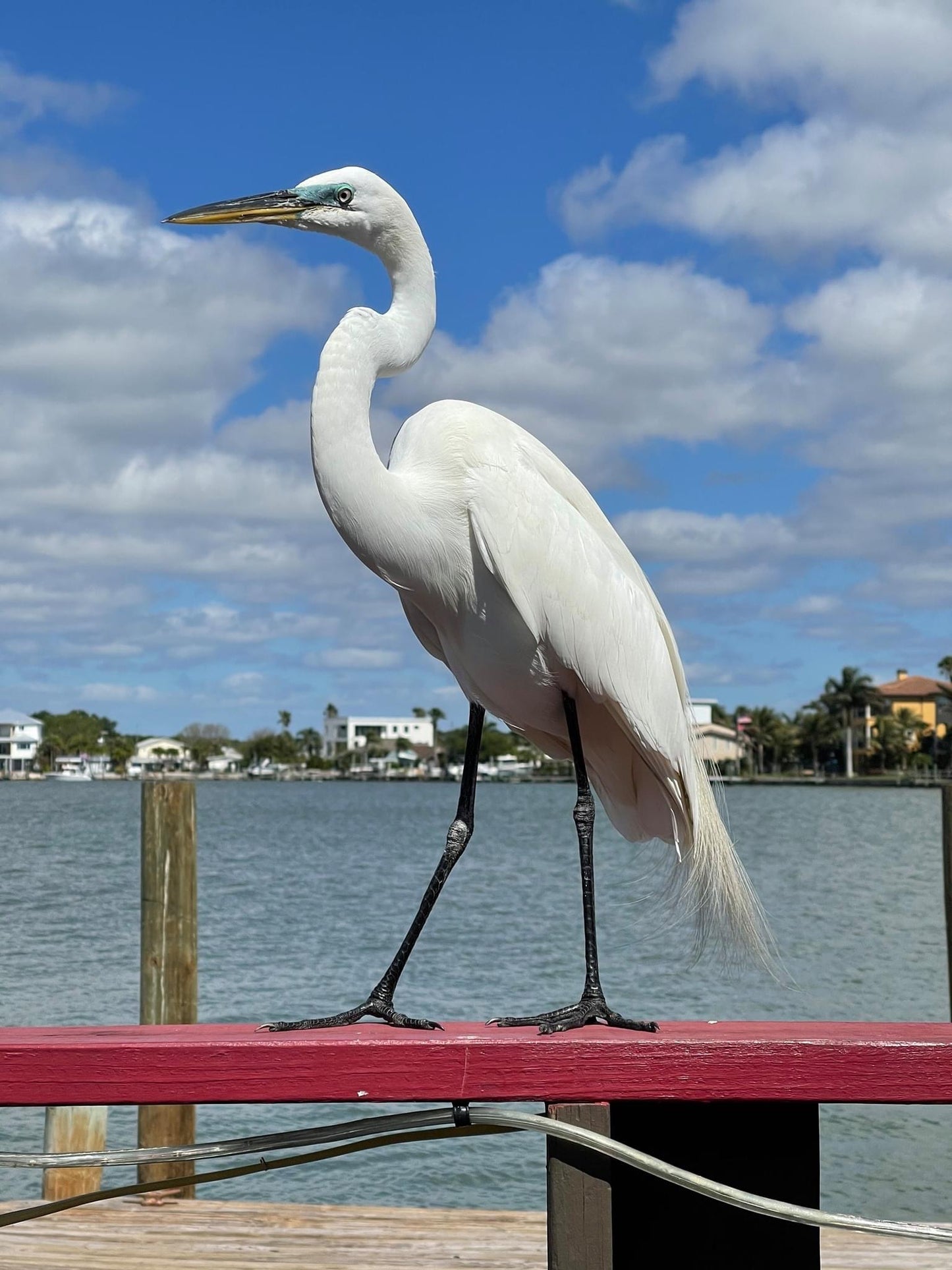 How to take great pet photos
