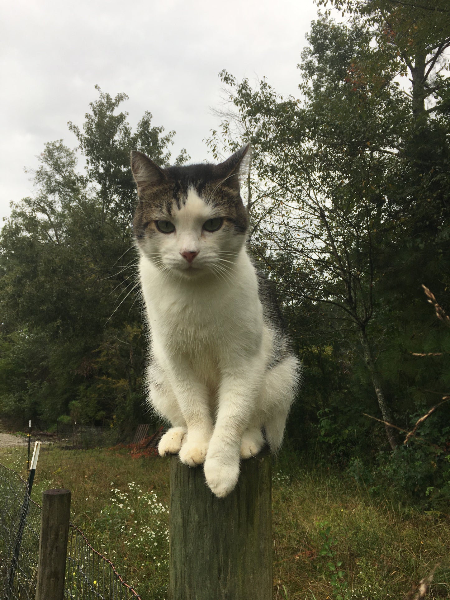 How to take great pet photos