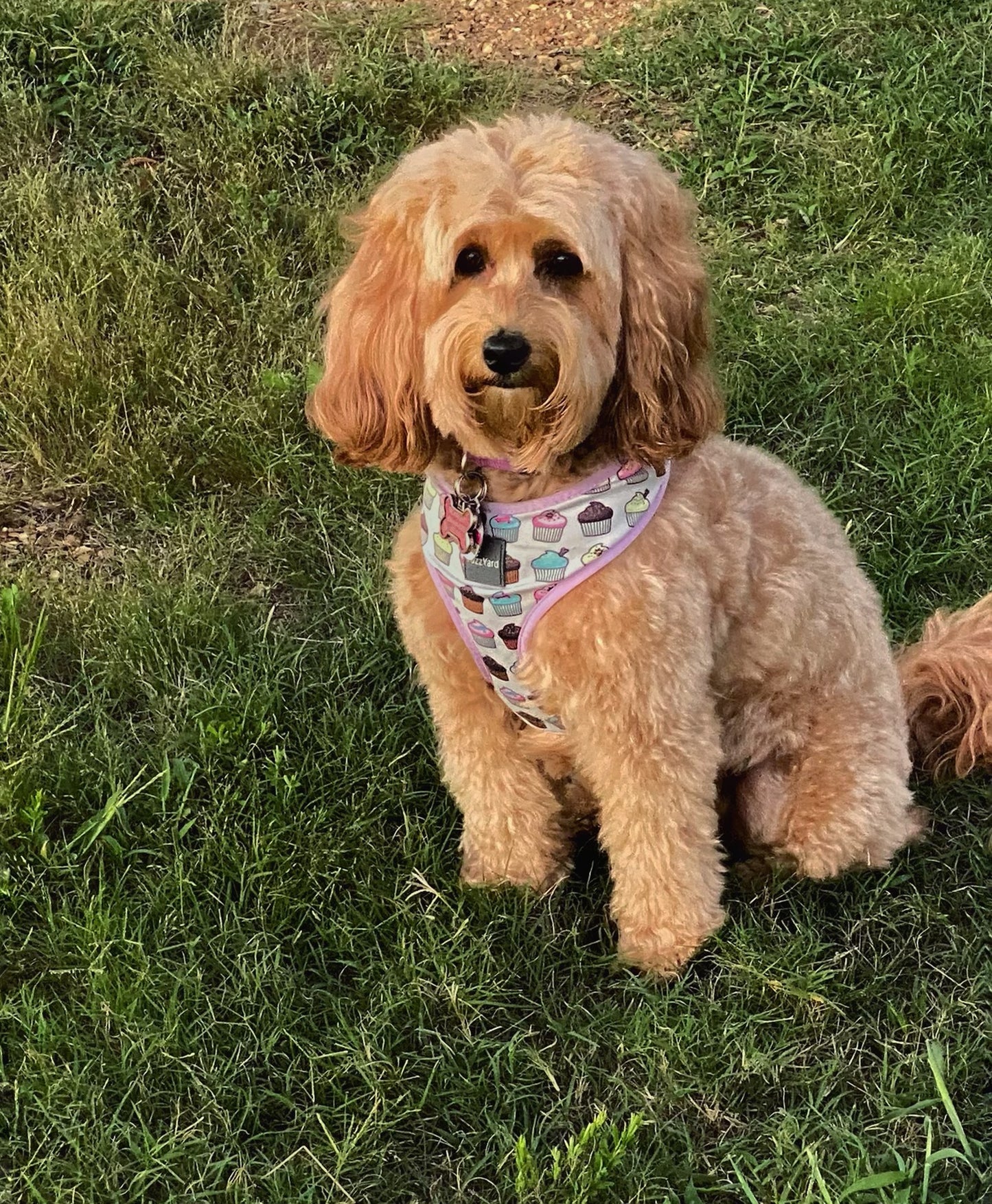 How to take great pet photos