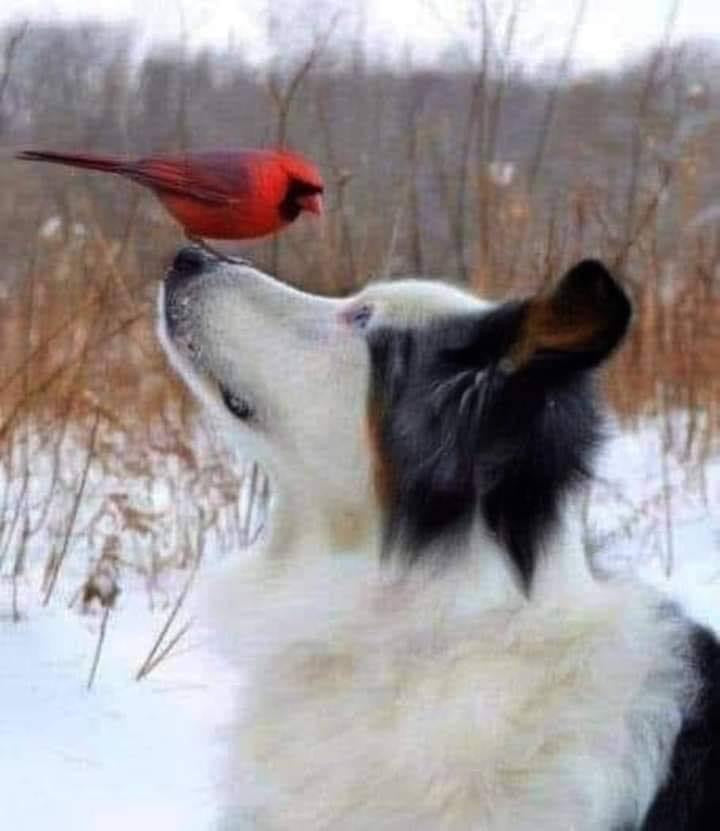 How to take great pet photos